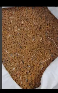 نخود قرمز