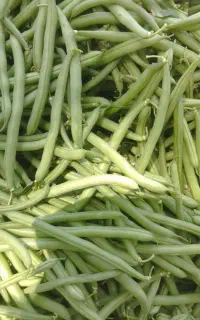 لوبیا سبز  با آب چاه
