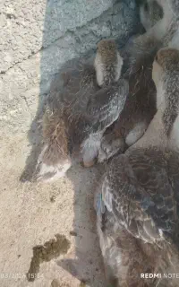 غاز اردک