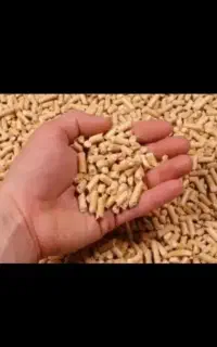 دانه مرغی درشت با قفل در حیاط سپه