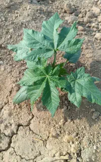 فروش عمده ی بذر کرچک
