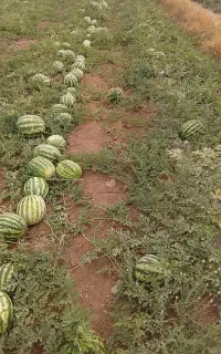 هندونه ناب به شرط چاقوی زنجان