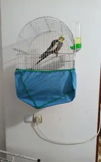طوطی عزوس نر سخن گو رام