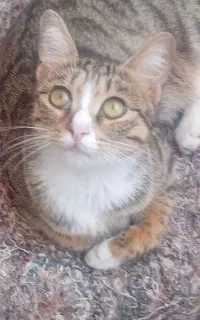 گربه گمشده