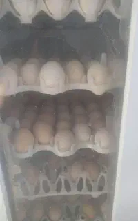 پیش فروش جوجه یک روزه