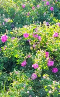 گل محمدی