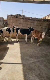 گوساله های سیمینتال یا گاو ۳ عدد