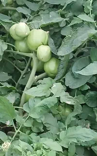 نهال گوجه سوپر استار ب صورت متری