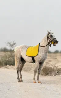 اسب با کره