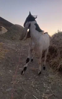 بزغاله پاکستانی