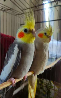 عروس هلندی نر و ماده تخم گزار