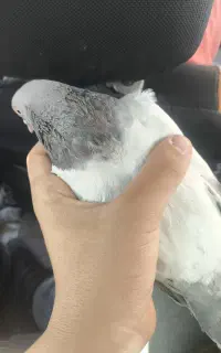 کبوتر مفت