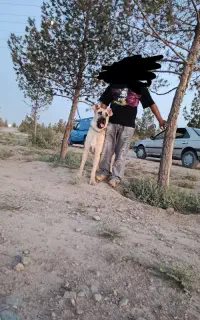 سگ سرابی