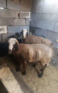 میش