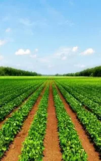 استخدام کارگر آقا برای کشاورزی.
