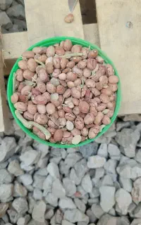 لوبیا