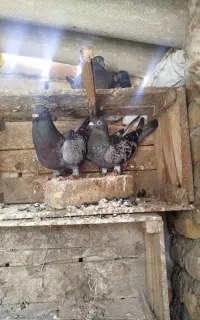 چند عدد کبوتر مسافتی