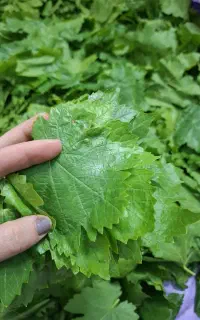 برگ مو آلوچه سردری