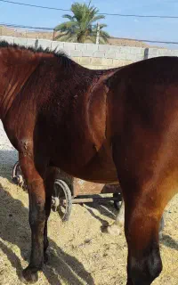 اسب نریون دره شوری