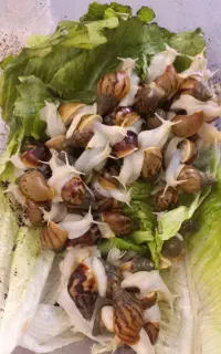 حلزون های طبی
