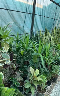 گل سسرای مهگل