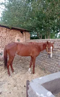 گره اسب کرد