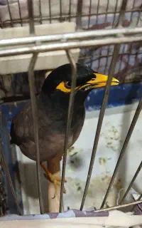 مرغ مینا سخنگو یکساله