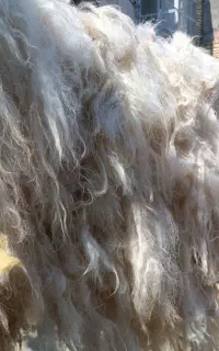 پشم شسته شده
