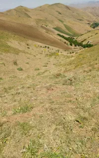 علف