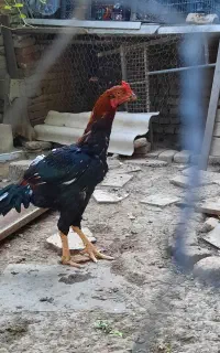 خروس لاری