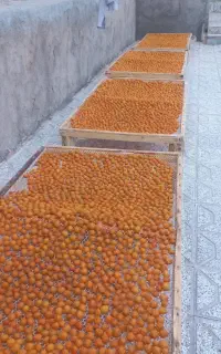 الو آفتابی درجه یک بهداشتی با کیفیت
