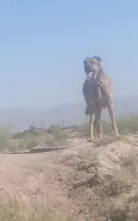 فروش سگ گله