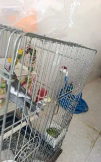 عروس هلندی