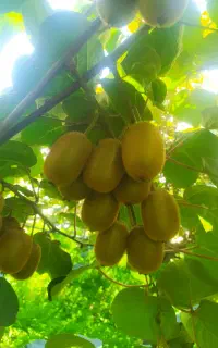 خرید کیوی