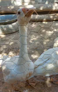 قو غاز  اوکراین جوان