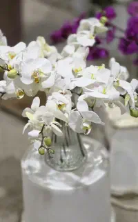 ارکیده شاخه بریده بازارگل