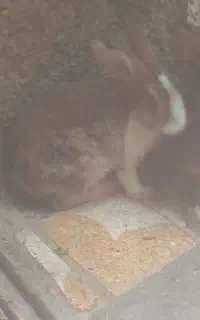 خرگوش بامزه