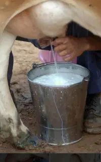 شیر تازه گاو
