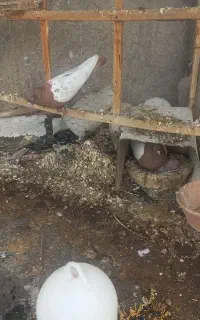 کود فضله چلغوز زل کبوتر
