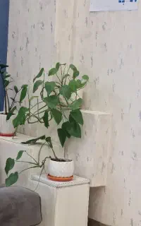 استخدام نیروی خانم خدماتی