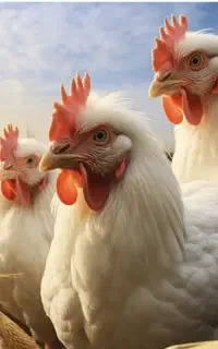 کارگر ساده جهت پرورش مرغ گوشتی