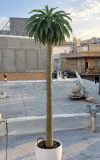 نخل ماداگاسکار۱۴ساله کمیاب