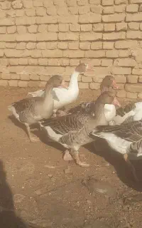 غاز فروشی
