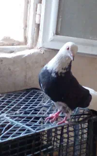 ابلق و کله دم سیاه پرشی