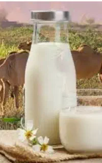 شیر شتر...وبهترین درمان برای بیماری ها