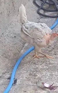 مرغف خروس کلین