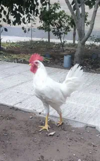 فروش خروس سفید