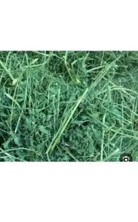 فروش یونجه