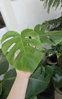 گل برگ انجیری