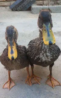 اردک